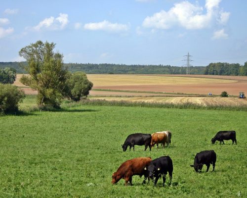 cattle-2213644_1280