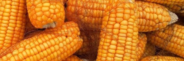 corn-1726017_1280 copy
