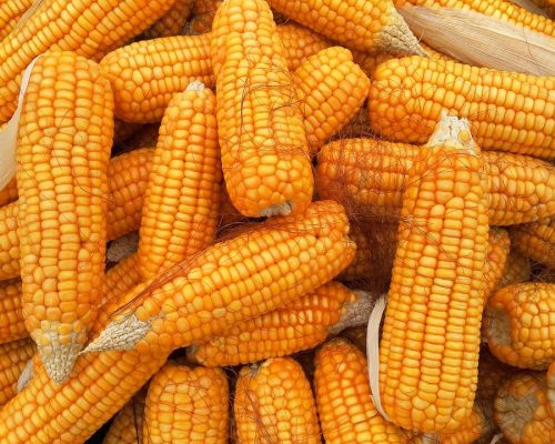 corn-1726017_1280