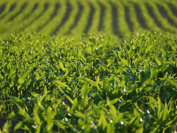 corn-5377215_1280