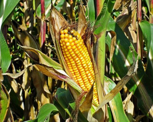 corn-5979228_1280