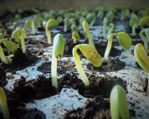 plants-1331667_1280