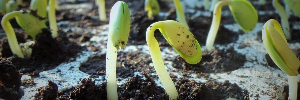plants-1331667_1280