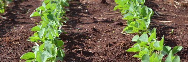 soybeans-4019684_1280